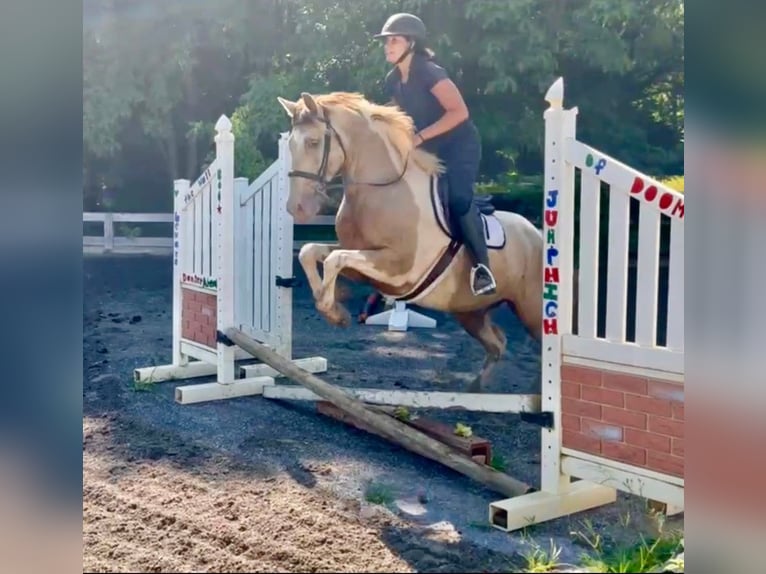 Paint Horse Mix Ruin 11 Jaar 160 cm Gevlekt-paard in Tuscarora