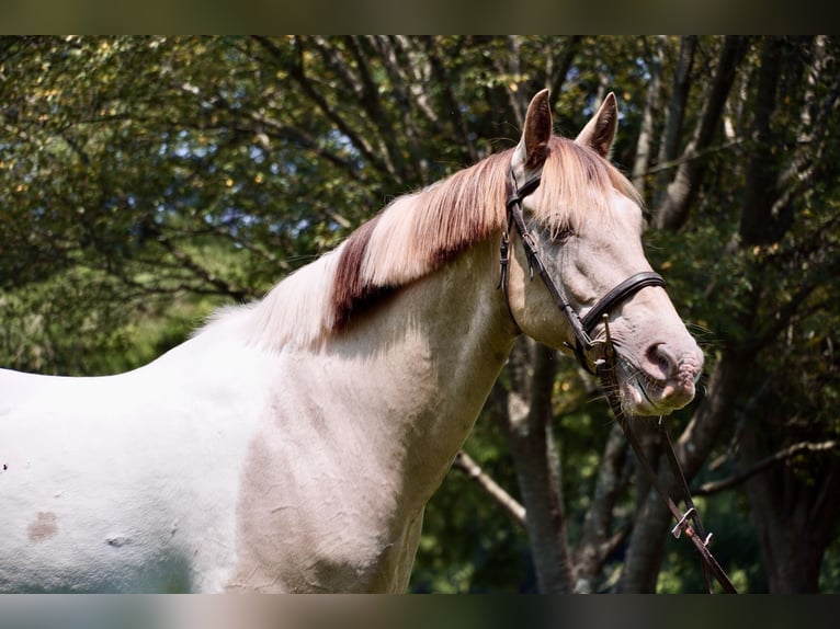 Paint Horse Mix Ruin 11 Jaar 160 cm Gevlekt-paard in Tuscarora
