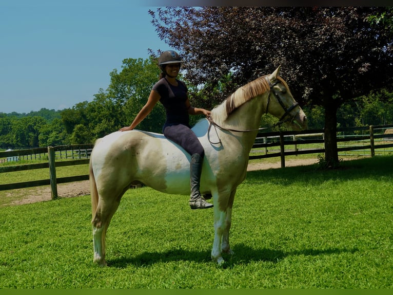 Paint Horse Mix Ruin 11 Jaar 160 cm Gevlekt-paard in Tuscarora