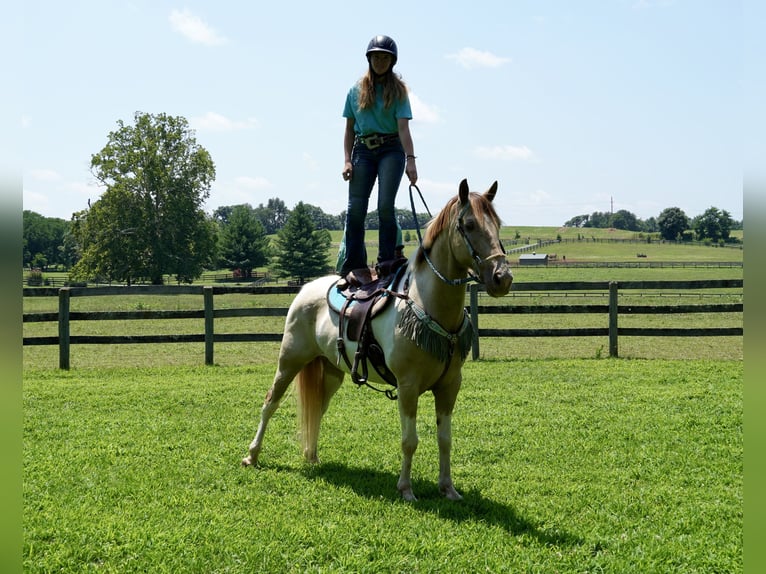 Paint Horse Mix Ruin 11 Jaar 160 cm Gevlekt-paard in Tuscarora
