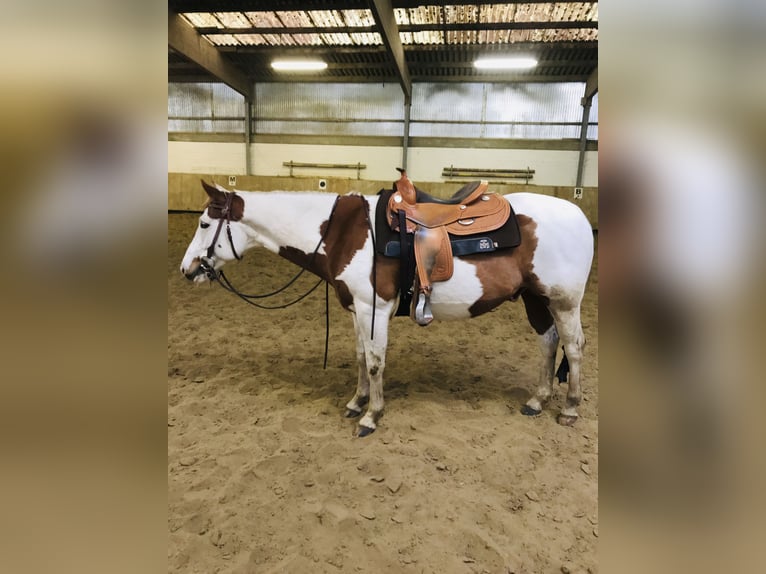 Paint Horse Ruin 12 Jaar 152 cm Gevlekt-paard in Haltern am See