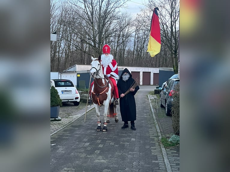 Paint Horse Ruin 12 Jaar 152 cm Gevlekt-paard in Haltern am See