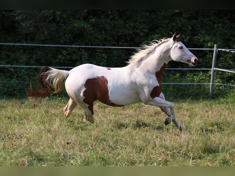 Paint Horse Ruin 12 Jaar 152 cm Gevlekt-paard in Haltern am See