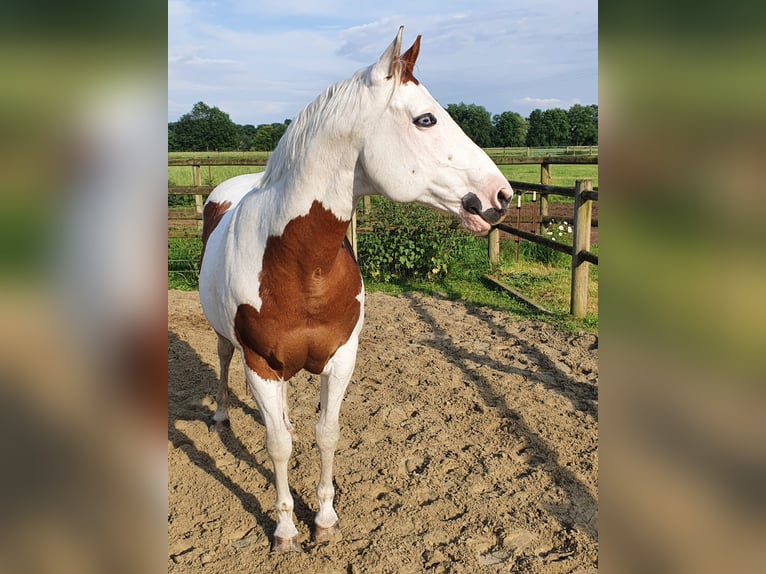 Paint Horse Ruin 12 Jaar 152 cm Gevlekt-paard in Haltern am See