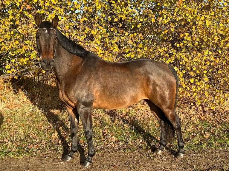 Paint Horse Mix Ruin 12 Jaar 160 cm Brauner in Schmilau