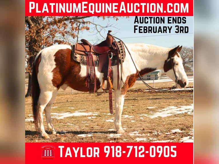 Paint Horse Ruin 13 Jaar 142 cm Tobiano-alle-kleuren in Sallisaw OK