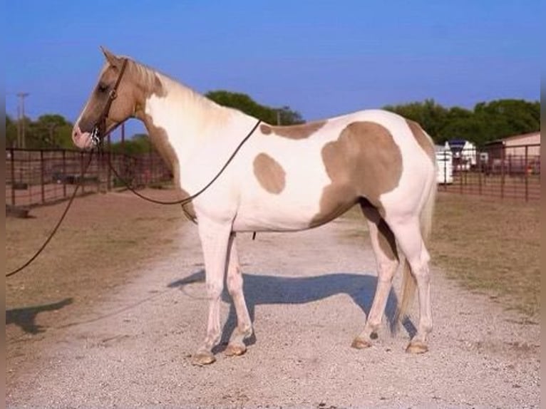 Paint Horse Ruin 14 Jaar 150 cm Palomino in Weatherford TX