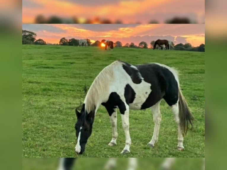 Paint Horse Ruin 14 Jaar 161 cm Gevlekt-paard in Flensburg