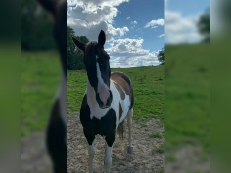 Paint Horse Ruin 14 Jaar 161 cm Gevlekt-paard in Flensburg