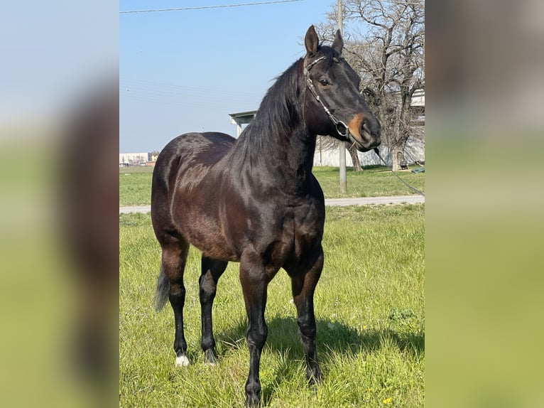 Paint Horse Ruin 15 Jaar 160 cm Donkerbruin in Boccaleone
