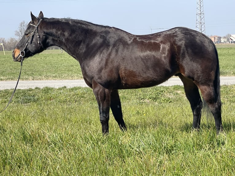 Paint Horse Ruin 15 Jaar 160 cm Donkerbruin in Boccaleone