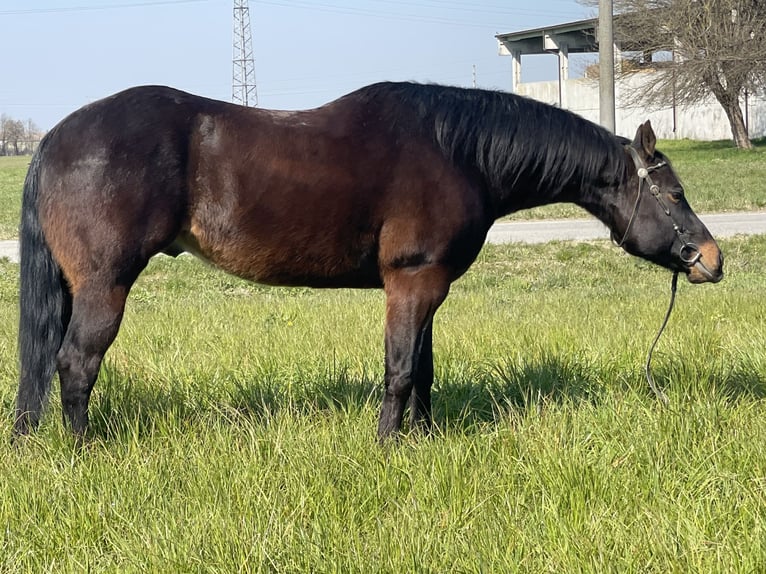 Paint Horse Ruin 15 Jaar 160 cm Donkerbruin in Boccaleone