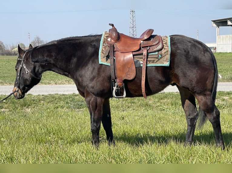 Paint Horse Ruin 15 Jaar 160 cm Donkerbruin in Boccaleone