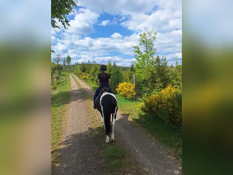 Paint Horse Ruin 15 Jaar 160 cm Gevlekt-paard in Bad Berleburg