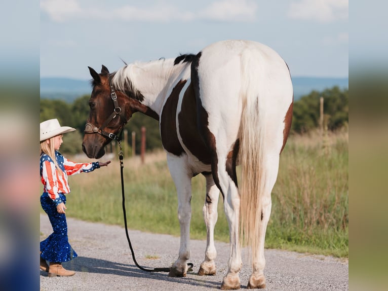 Paint Horse Ruin 15 Jaar 160 cm Gevlekt-paard in Horton