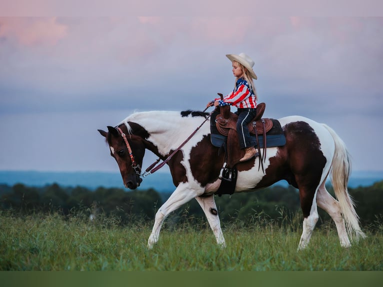 Paint Horse Ruin 15 Jaar 160 cm Gevlekt-paard in Horton