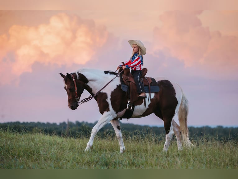 Paint Horse Ruin 15 Jaar 160 cm Gevlekt-paard in Horton