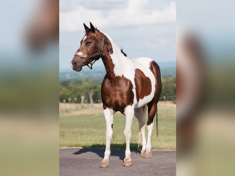 Paint Horse Ruin 15 Jaar 160 cm Gevlekt-paard in Horton