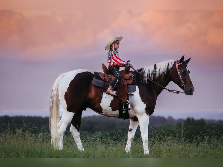 Paint Horse Ruin 15 Jaar 160 cm Gevlekt-paard in Horton