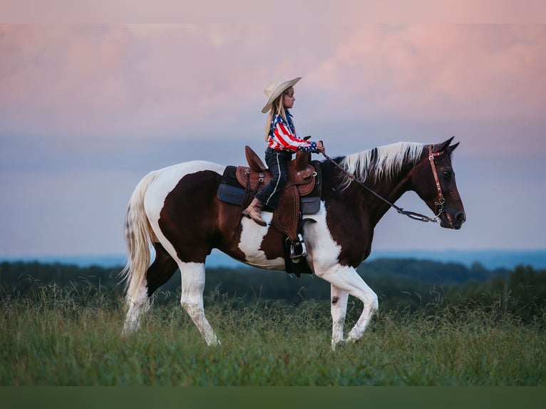 Paint Horse Ruin 15 Jaar 160 cm Gevlekt-paard in Horton