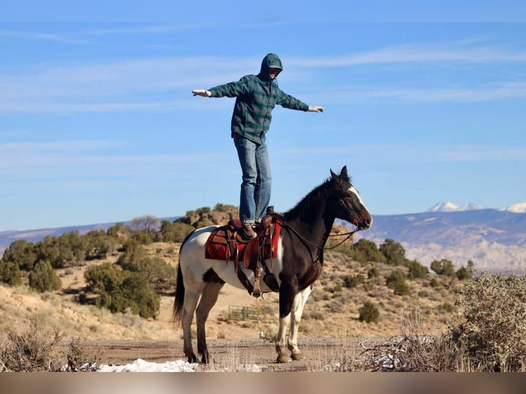 Paint Horse Ruin 15 Jaar Tobiano-alle-kleuren in Brooksville KY