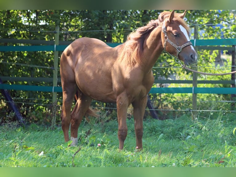 Paint Horse Ruin 1 Jaar 150 cm Vos in Hellenthal