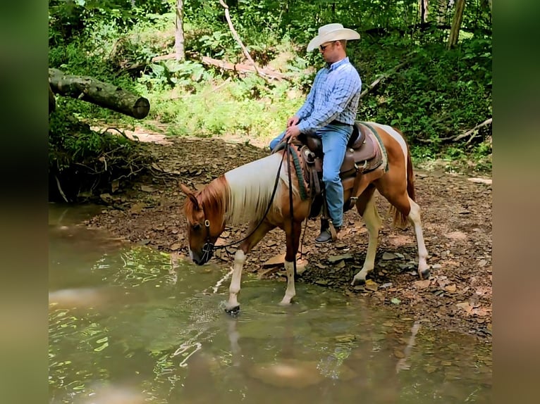 Paint Horse Ruin 2 Jaar 142 cm Gevlekt-paard in Henderson