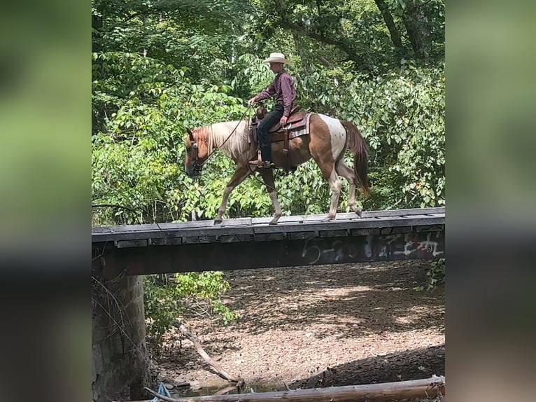 Paint Horse Ruin 2 Jaar 142 cm Gevlekt-paard in Henderson