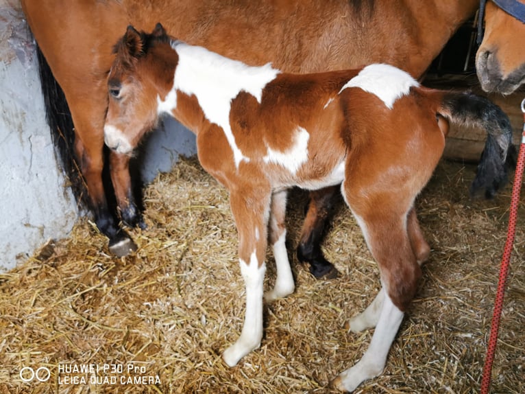 Paint Horse Ruin 2 Jaar 150 cm Gevlekt-paard in BETTELDORDF