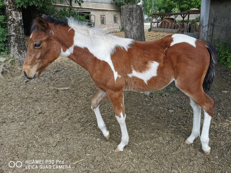 Paint Horse Ruin 2 Jaar 150 cm Gevlekt-paard in BETTELDORDF