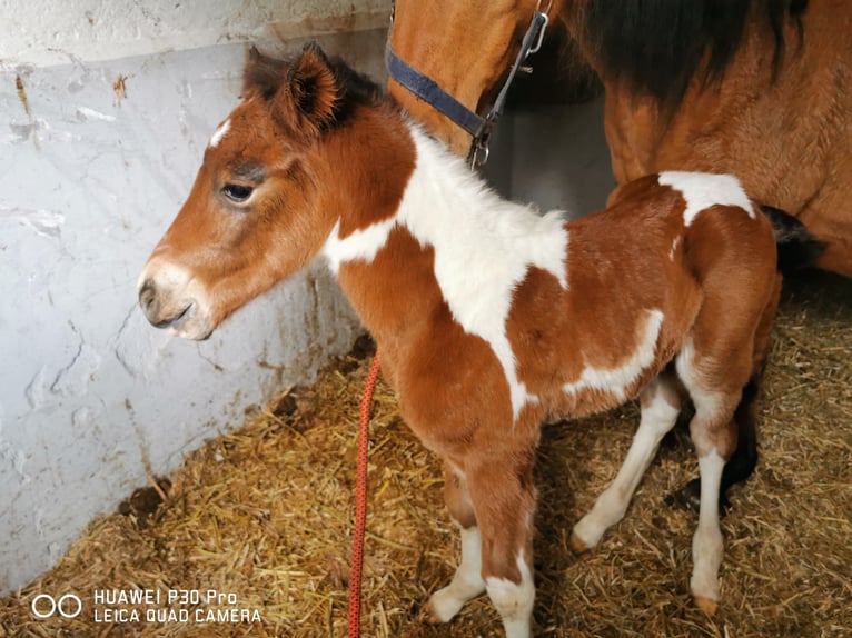 Paint Horse Ruin 2 Jaar 150 cm Gevlekt-paard in BETTELDORDF