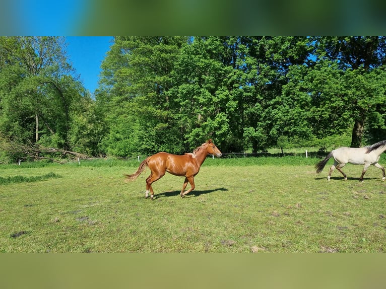 Paint Horse Ruin 2 Jaar 150 cm Vos in Weste