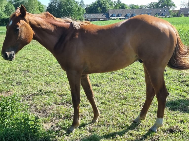 Paint Horse Ruin 2 Jaar 150 cm Vos in Weste