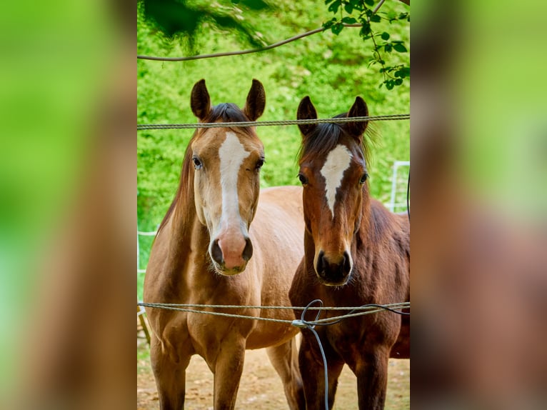 Paint Horse Ruin 2 Jaar 152 cm Bruin in Eggenthal