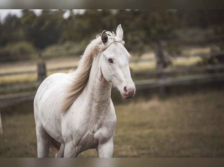 Paint Horse Ruin 2 Jaar 155 cm Tobiano-alle-kleuren in Recke