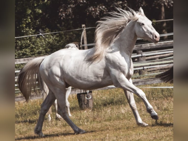 Paint Horse Ruin 2 Jaar 155 cm Tobiano-alle-kleuren in Recke