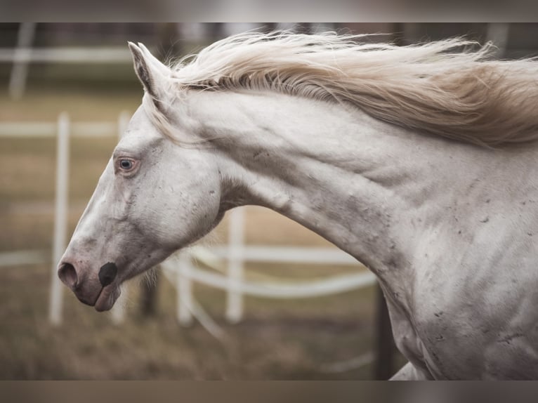 Paint Horse Ruin 2 Jaar 155 cm Tobiano-alle-kleuren in Recke