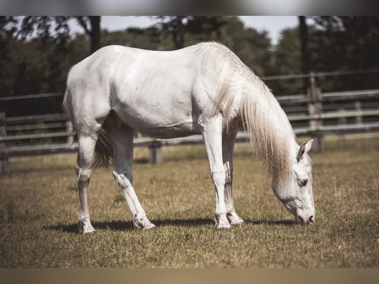 Paint Horse Ruin 2 Jaar 155 cm Tobiano-alle-kleuren in Recke