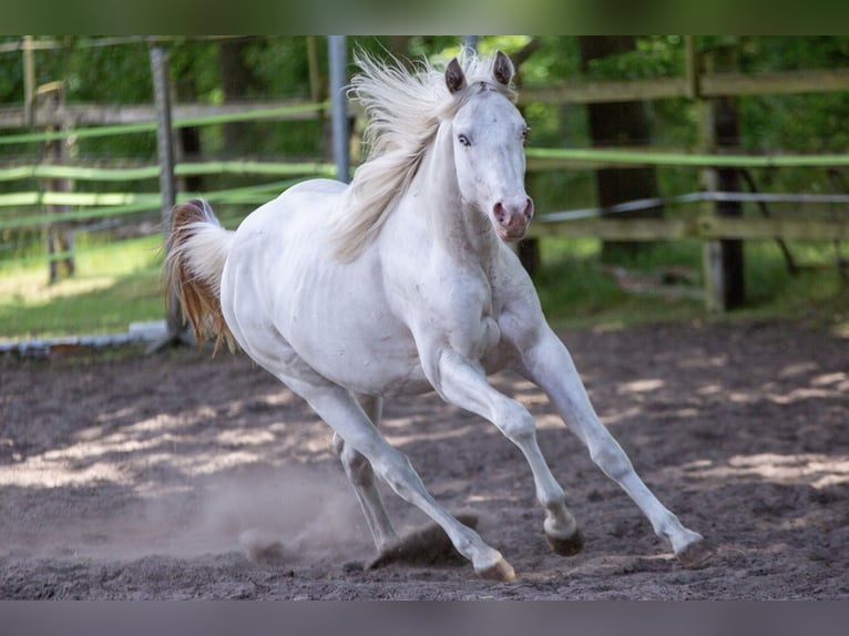 Paint Horse Ruin 2 Jaar 155 cm Tobiano-alle-kleuren in Recke