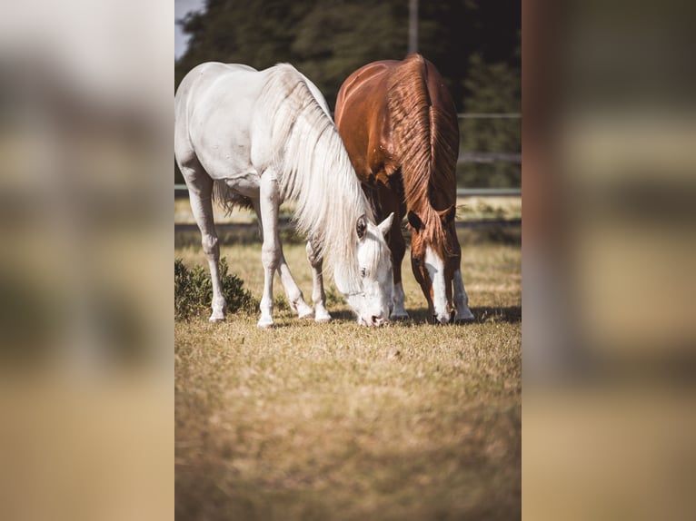 Paint Horse Ruin 2 Jaar 155 cm Tobiano-alle-kleuren in Recke