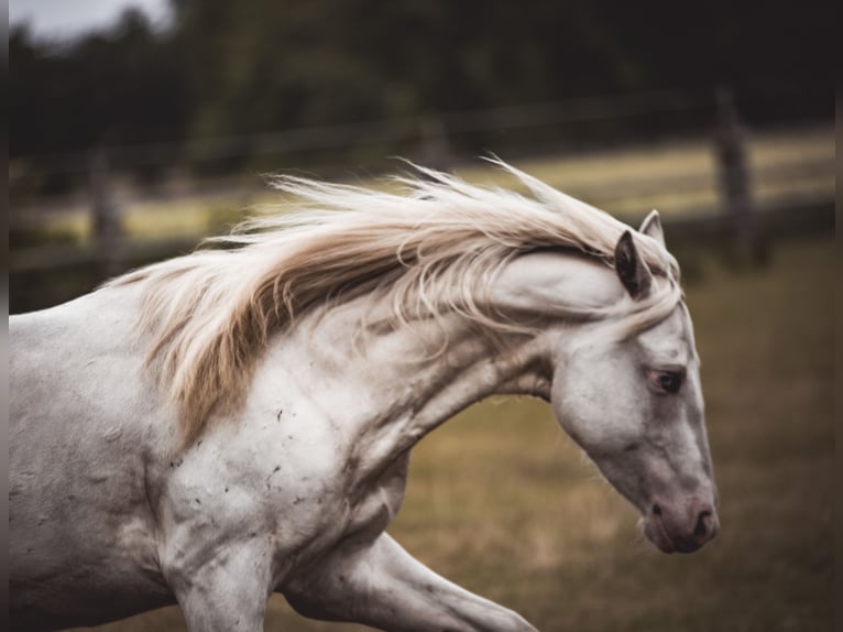 Paint Horse Ruin 2 Jaar 155 cm Tobiano-alle-kleuren in Recke