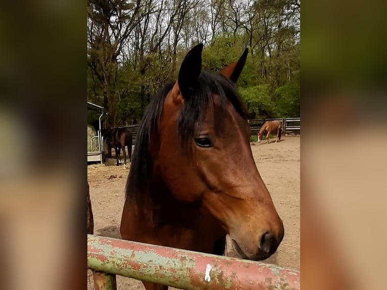 Paint Horse Ruin 3 Jaar 149 cm Bruin in Wildeshausen
