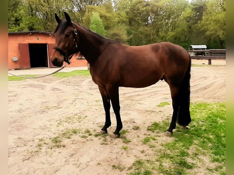 Paint Horse Ruin 3 Jaar 149 cm Bruin in Wildeshausen