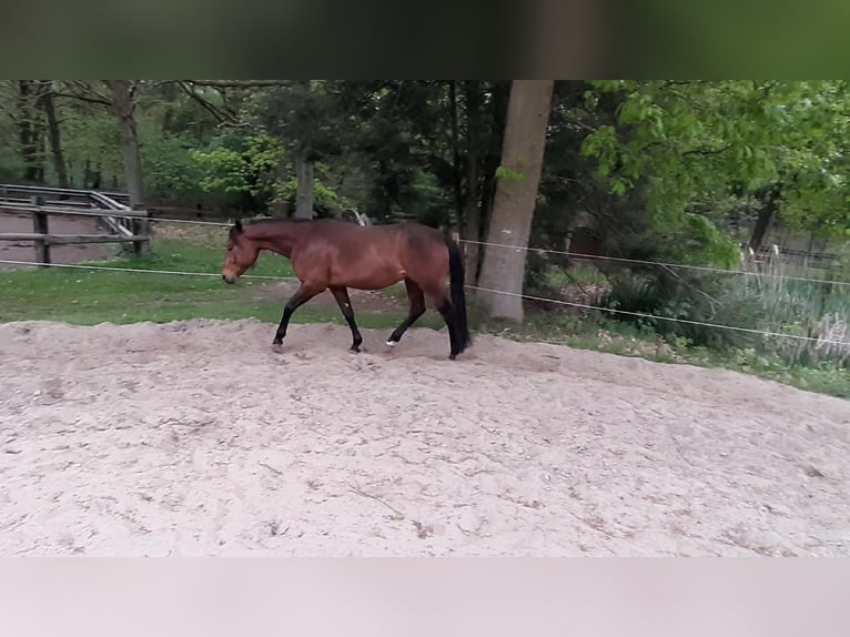 Paint Horse Ruin 3 Jaar 149 cm Bruin in Wildeshausen