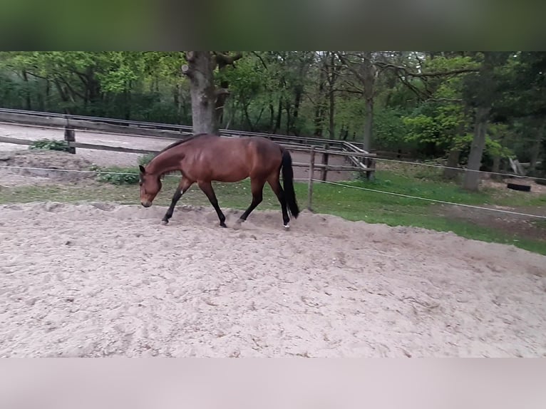 Paint Horse Ruin 3 Jaar 149 cm Bruin in Wildeshausen