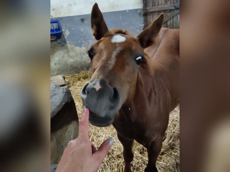 Paint Horse Ruin 3 Jaar 151 cm Vos in Bad Bevensen