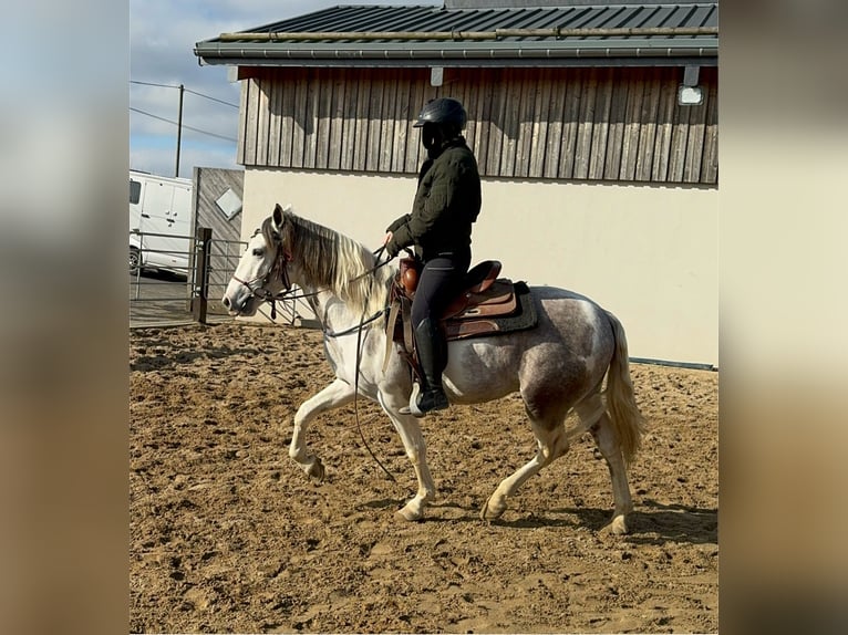 Paint Horse Mix Ruin 3 Jaar 153 cm Gevlekt-paard in Daleiden