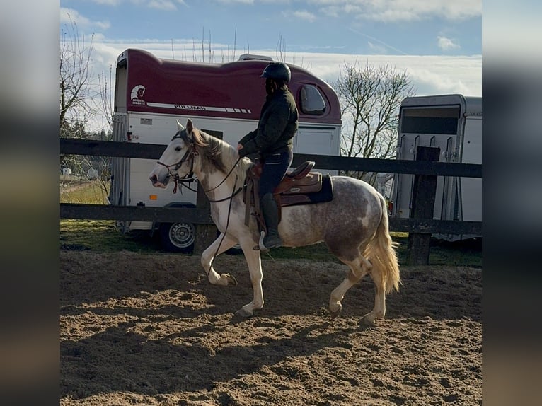 Paint Horse Mix Ruin 3 Jaar 153 cm Gevlekt-paard in Daleiden