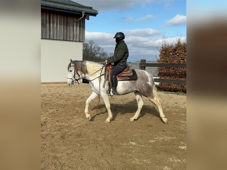 Paint Horse Mix Ruin 3 Jaar 153 cm Gevlekt-paard in Daleiden