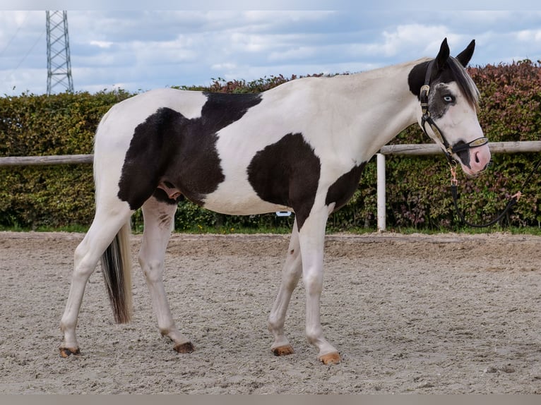 Paint Horse Mix Ruin 3 Jaar 155 cm Gevlekt-paard in Neustadt (Wied)